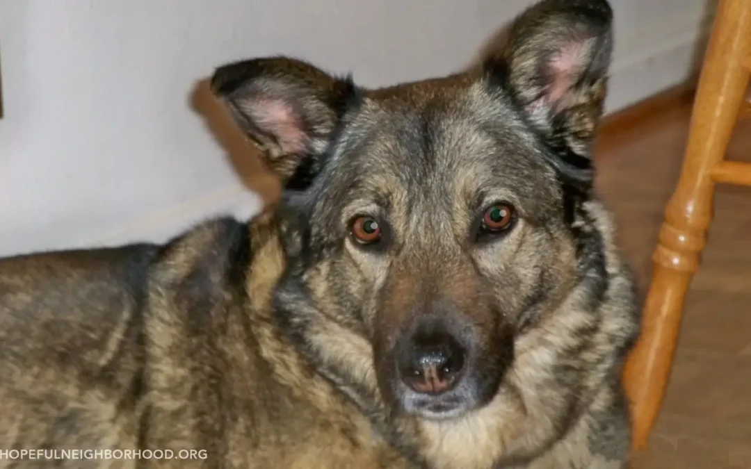 How My Dog Helped Me be a Better Neighbor