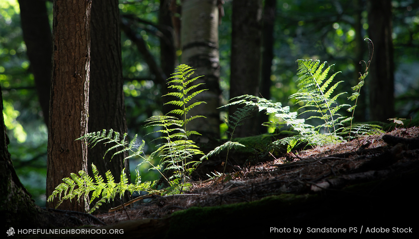 A close-up photo of ferns growing on the floor of a dense forest.