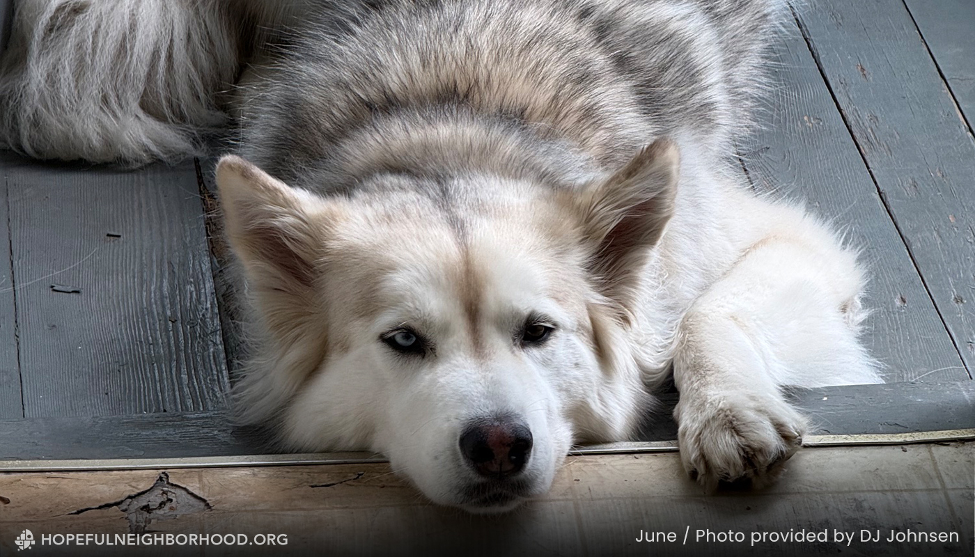 A dog laying its head on a wooden surface illustrates how umwelt helps us understand different perceptions in the world.